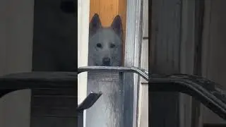 Can I come out plzzzzz #dog #cute #germanshepheard #husky #lol #viralvideo #shorts #shortvideo
