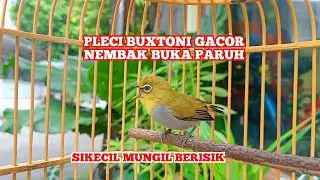 Burung Pleci Bustomi Gacor Ngalas Buka Paruh &lrm;&lrm;@SONSIN Net
