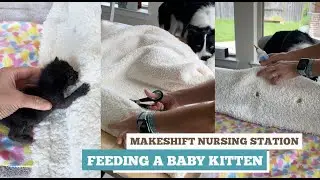 Feeding a baby kitten -- Makeshift nursing station