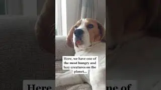 A hungry creature 😋😂🤣 #shorts #funny #funnyshorts #funnydogs #beagle #beaglelife #beagles #doglover