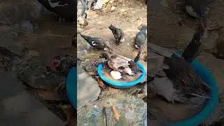 Indian runner Duck farming in Indian village #birds #shorts #short #duck #farming #animals #nature