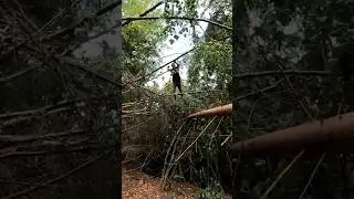 Forest Parkour on Fallen Tree🌲🙊 #parkour #forest #animalflow #primal #animalmovement #nature
