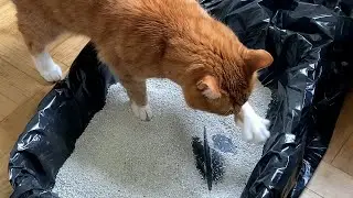 Litter box cleaning - fast and easy | Oppa the Orange Cat