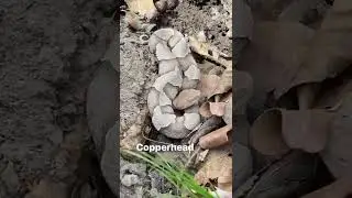 A copperhead I found today! #snakes #shorts #reptiles #herping #copperhead