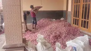 PANEN BAWANG MERAH LAKU 14 RIBU 18 JULI 2024 nganjuk