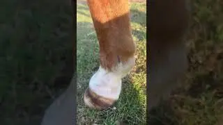We think lucky has damaged her tendon 😭 i wish I could help her 😭💔💔 #horse #equestrianrider