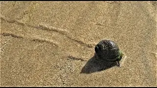 Following a trail and finding a cute common periwinkle aka Littorina littorea