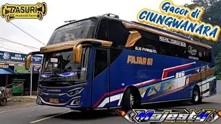 FULL BASURI !!! FAJAR 61 MAJESTY Bikin Heboh CIUNGWANARA Dengan Nada Basuri nya