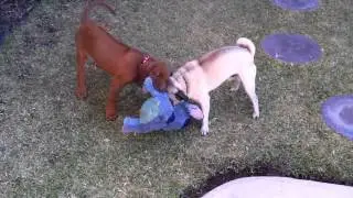 Rhodesian Ridgeback V.S. Pug