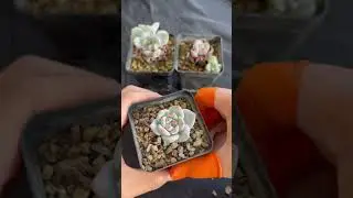 How Much Sunlight Do Succulent Plants Really Need? | Complete Care Guide