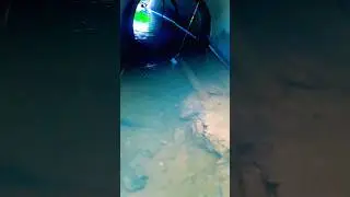 Most Unique Fish in the World Amazing Fishing video #fishing #shortvideo