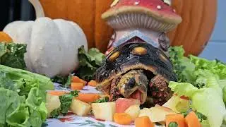 Tortoise Eats Apple Bites 