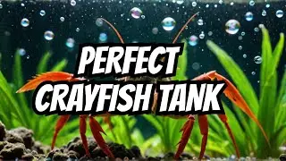 Crayfish Tank Aeration: Keep Your Crayfish Healthy!