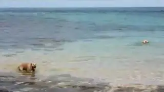 (Video) Dog Bites Shark - AMAZING ATTACK