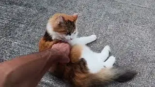 Про дайвинг, двигатель и кошек)