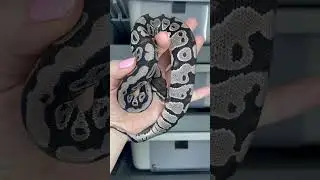 VPI Axanthic het Clown #ballpythonbreeder #ballpython #axanthic #snake #vpiaxanthic #snake