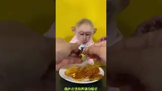 Monkey IQ test