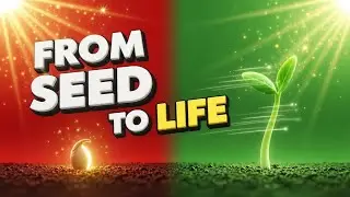 From Seed to Life ,Life Cycle of a Plant for Kids,tree of life,islamic cartoon,kids,#littlemumin