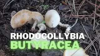 Rhodocollybia butyracea | Seta MUY COMUN