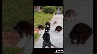 Cats and dog