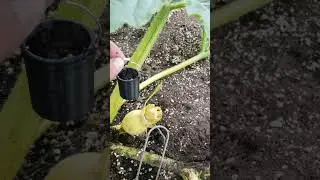giant pumpkin the secret to grow a 2500 pound pumpkin everytime #giantpumpkin #eminem #michigan