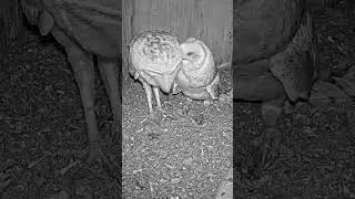 #shorts : Female owl lover her male!