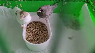 Bengal ispinozlarında cinsiyet ayrımı