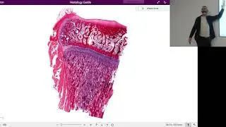 BCT_25-26_Epiphyseal, Elastic and Fibrous Cartilage