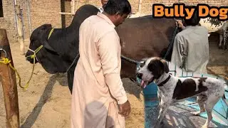 Aaj Humne Apni Cows Ke Khor Banaye Aur Bully Dog Ka Show Kiya🔥