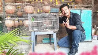 Lovebird ki single pairing ka sahi tarika | COLONY v/s CAGE क्या अच्छा है? काॅलोनी या सिंगल पिंजरा