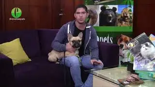 Andres de Sousa K9 RAW en Entrevista ePets