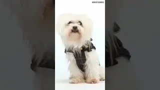 Small Dog Breeds That Don't Shed or Smell | LOW MAINTENANCE DOGS