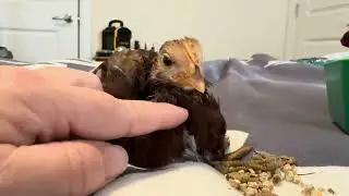 Baby Chick Reese&rsquo;s Cup recovery from injury video 4￼