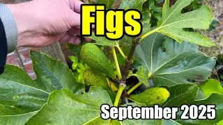 How I&rsquo;m Attempting To Extend The Fig Season - September 2025