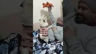 playing time #mypug #pug #funny