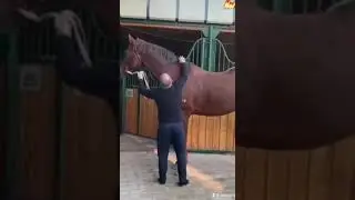 ХИТ АТТАР