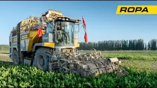 Zuckerr&uuml;benernte mit ROPA Technik in S&uuml;d Xinjiang, China