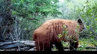 The Black Bear is Two Minutes Behind the Cinnamon Bear