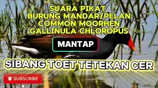 SIBANG TOET TETEKAN CER - SUARA PIKAT BURUNG MANDAR/PELAN/COMMON MOORHEN/GALLINULA CHLOROPUS