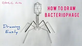 Diagram Of Bacteriophage | How To Draw Bacteriophage Diagram | Class 11 | Biology