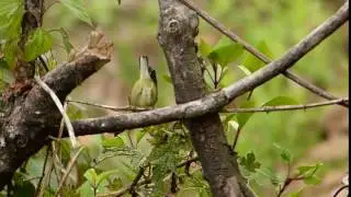 Warbler Hume's Leaf 024