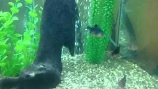 My 35 gal hex-fresh water