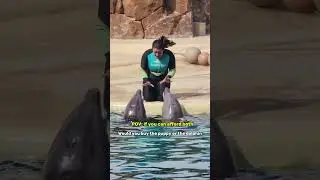 Dolphin Show at Seaworld
