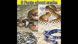 5 interesting facts about snakes | amazing facts | snakes island #shorts #short