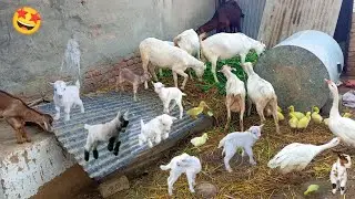 So Many Cute😘Baby Goats🐐🥰BEAUTIFUL PETS|| Haseeb Home Birds
