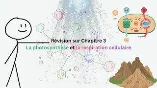 2ème Préparatoire - Sciences - Révison Chapitre 3 | La photosynthèse et la respiration cellulaire