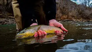FLY FISHING The Animus RIVER For Giant BROWN And RAINBOW Trout! (Colorado Tour ep. 4)