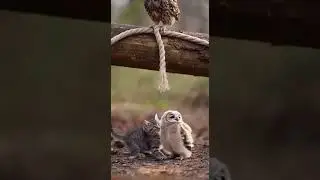 Kitten Rescues Birds from the Rope and Saves the Day #CuteAnimals #Rescue #Wildlife
