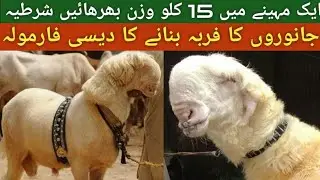 Heavy weight Mundra Chatra diet | Bakri ko mota karne ka tarika | Kajla Chatra | Laakha Chatra |