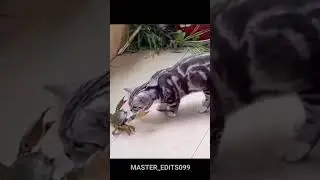 sigma cat #catvideos #trending #viral